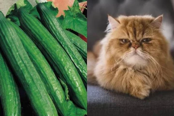 வெள்ளரிக்காயை பார்த்து பதறி ஓடும் பூனைகள் -காரணம் என்ன தெரியுமா?