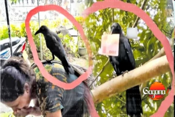 ලෝක පුදුමයක් - සල්ලි හොරකම් කරන කපුටෙක් මෙන්න