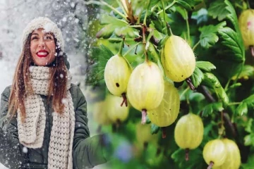 குளிர்கால பிரச்னைகளை தீர்க்கும் நெல்லிக்காய் (வீடியோ)