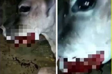 பசுமாட்டின் வாயில் இருந்து கொட்டிய ரத்தம் .. ஈரோடு அருகே நடந்த அதிர்ச்சி சம்பவம்