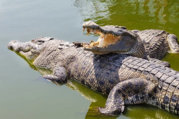 மட்டக்களப்பில் வெள்ள நீருடன் வெளியே வரும் முதலைகள்; மக்கள் மத்தியில் அச்சம்!