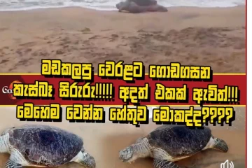 දිනෙන් දින වෙරළට ගොඩ ගසන සිරුරු - ඇත්ත නැත්ත මොකක්ද..? (VIDEO)