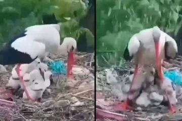 கொட்டும் மழையில் தனது குஞ்சுகளை காப்பாற்ற போராடும் தாய் பறவை: புல்லரிக்க வைக்கும் காட்சி