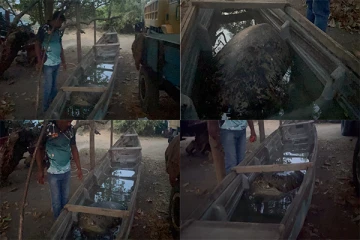 சட்டவிரோதமாக கடத்தப்பட்ட அரியவகை கடல் ஆமை உயிருடன் மீட்பு