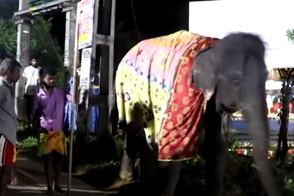 எசல பெரஹெர விழாவில் யானையால் குழப்பம்!(Photos) | Elephant Esala Perahera Confusion