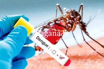 ඩෙංගු මරණ සංඛ්‍යාව ඉහළට.