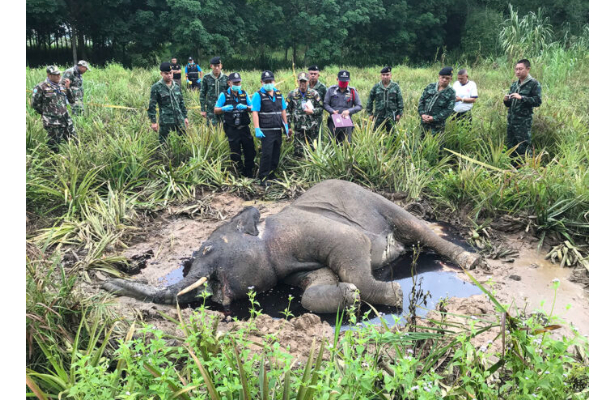அநுராதபுரத்தில் யானை வேட்டையின் பயங்கர சம்பவங்கள் அம்பலம் | Terrible Incidents Of Elephant Hunting