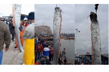 16 அடி நீளமுள்ள ராட்சத மீன்! சுனாமி வந்துவிடுமோ? பதற்றத்தில் மக்கள்