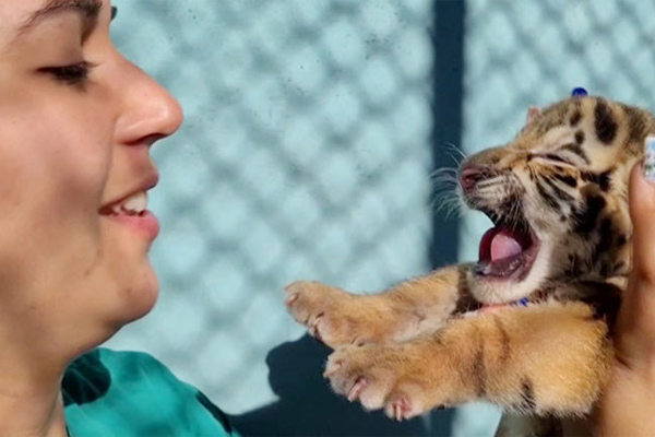 பார்வையாளர்களை வெகுவாக கவர்ந்த அரிய வகை புலிக் குட்டி | A Rare Bengal Tiger Cub Has Attracted Visitors