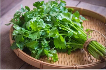 மாதக் கணக்கில் கொத்தமல்லி கெட்டுப்போகாமல் இருக்க வேண்டுமா? அசத்தலான காட்சி இதோ