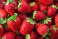 Strawberry பழத்தால் சிறுவனுக்கு நேர்ந்த துயரம்: கதறிய பெற்றோர்