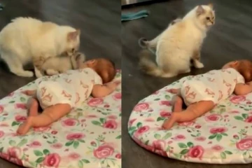 தாய்மையில் மனிதர்களையே மிஞ்சும் பூனை! வைரல் வீடியோ