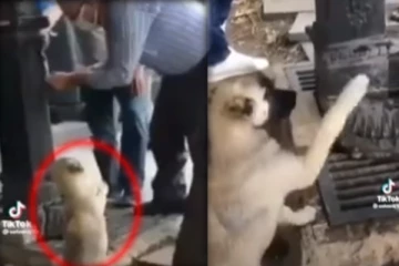 மனிதரிடம் தாகத்திற்கு தண்ணீர் கேட்டு கெஞ்சிய நாய்! நபர் செய்த காரியம் என்ன தெரியுமா?