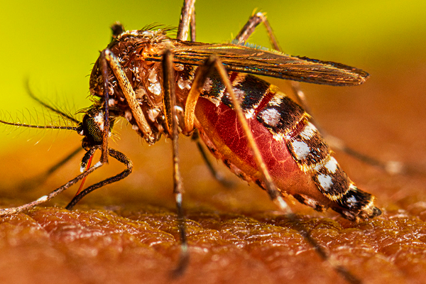 நாட்டில் மீண்டும் தீவிரமடையும் டெங்கு வைரஸ் | Dengue Virus Resurgence In The Country