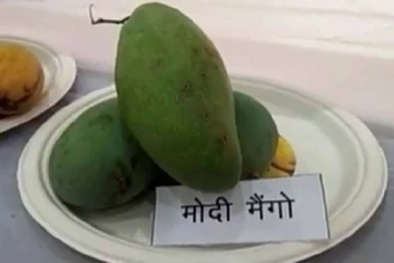 இந்தியாவில் விற்பனைக்கு வருகிறது‘மோடி’ மாம்பழம்