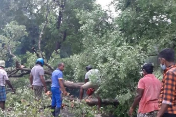 வாகனம் பழுதுபார்க்க வந்தவர்களுக்கு எமனான மரம்