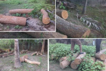 முல்லைத்தீவில் பதுக்கி வைக்கப்பட்டிருந்த முதிரை மரக்குற்றிகள்: காவல்துறையினரால் மீட்பு