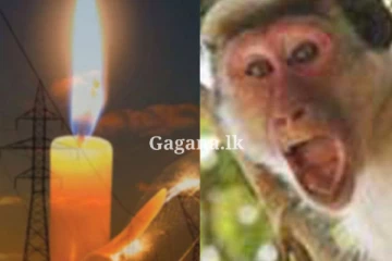 විදුලි රැහැනට පැන්නෙ මාලිමා ආණ්ඩුවේ රිලවෙක්?. අමුතුම කතාවක් එළියට.. (VIDEO)