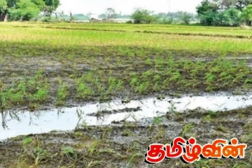 8000 ஏக்கருக்கு மேற்பட்ட ர் வயல் நிலங்கள் சேதம்! விவசாயிகள் கூட்டாக விடுத்துள்ள கோரிக்கை