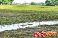 8000 ஏக்கருக்கு மேற்பட்ட ர் வயல் நிலங்கள் சேதம்! விவசாயிகள் கூட்டாக விடுத்துள்ள கோரிக்கை