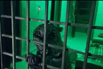 இரவு நேரத்தில் வீடுபுகுந்து தாக்கிய சிறுத்தை- வேலூரில் பரபரப்பு!