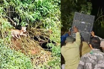 කොටගල කම්බි උගුලක හිරවුණු දිවියා බේරාගත් මැධ්‍යම රාත්‍රියේ මෙහෙයුම - සජිත් ප්‍රේමදාස තැබූ විශේෂ සටහන