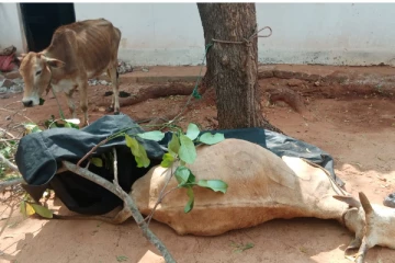 திருட்டுத்தனமாக மாடுகளை எடுத்துச் சென்ற மூவர் கைது