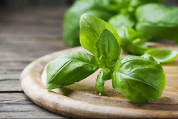 பல்வேறு நோய்களுக்கும் தீர்வு துளசி இலை ! இப்படி பயன்படுத்தினாலே போதும்