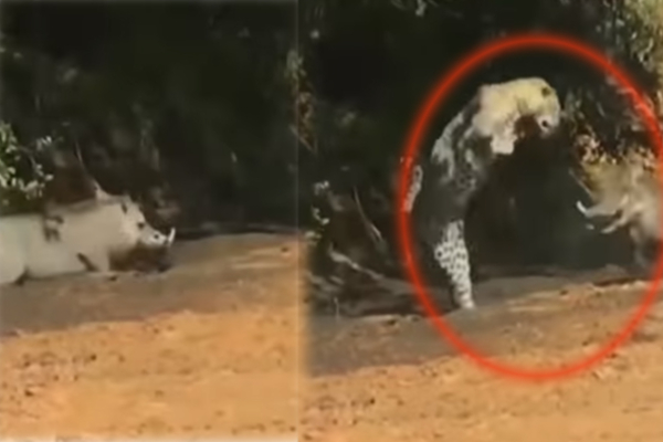 தண்ணீர் அருந்திய காட்டுப் பன்றி! பின்னே வந்த சிறுத்தை: திகில் காட்சி | Leopard Attack Hippo Viral Video