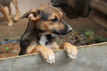 நாயால் கீழே விழுந்தவரின் உயிரைப் பறித்த பேருந்து