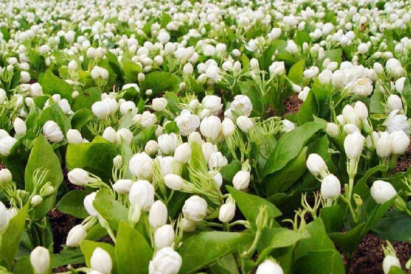 மல்லிகை செடி நறுமணத்துடன் பூத்து குலுங்கணுமா? இந்த மலிவான உரம் 1 கைபிடி போதும் | Natural Fertilizer Growth Jasmine Plant Gardening