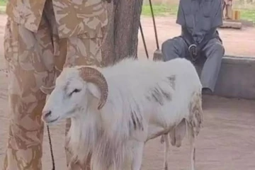 இளம்பெண்ணை துரத்தி ஆடு செய்த செயல்! 3 ஆண்டுகள் சிறை தண்டனை கொடுத்த நீதிமன்றம்!