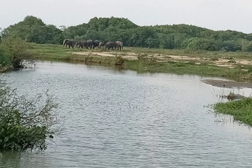 மட்டக்களப்பு - வவுனதீவு பகுதிக்கு படையெடுக்கும் யானைக் கூட்டம்: அச்சத்தில் மக்கள்