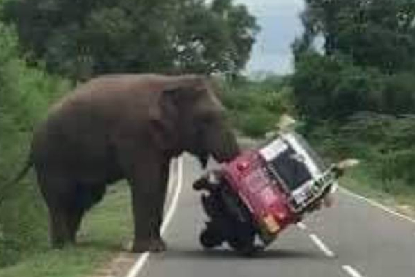 பயணிகள் சென்ற முச்சக்கரவண்டியை பிரட்டிபோட்ட யானை! வைரலாகும் காட்சி | Elephant Flipped Three Wheeler That The Passengers