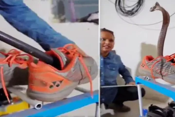 ஷு-க்குள் பதுங்கியிருந்த பாம்பு! நொடிப்பொழுதில் படமெடுத்த காட்சி