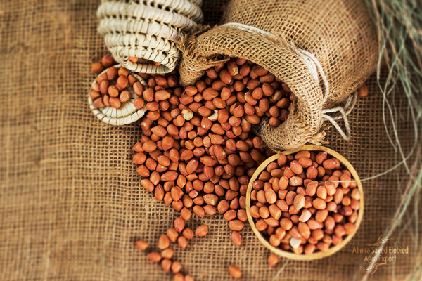 இலங்கையில் புதிதாக அறிமுகமான மாற்று வகை வேர்க்கடலை | A Newly Introduced Of Groundnut In Sri Lanka