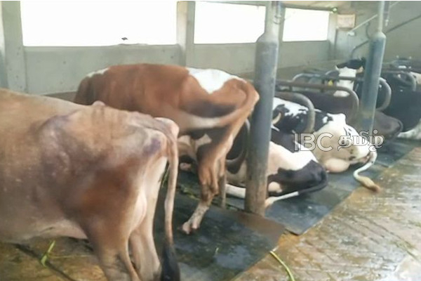 வடக்கு மாகாணத்தில் கால்நடை வளர்ப்போருக்கு முக்கிய அறிவித்தல் | Notice To Livestock Farmers Northern Province