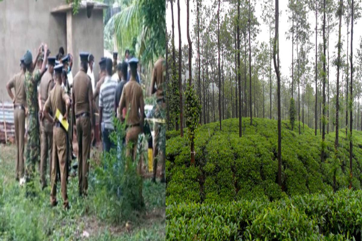 தேயிலைச் செடிகளுக்கு இடையே நபர் ஒருவர் மர்மமான முறையில் உயிரிழப்பு | Father Dies Mysteriously Amidst Tea Plants