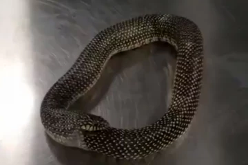 Viral Video: தன்னைத் தானே கடித்து சாப்பிடும் பாம்பின் பயமுறுத்தும் காட்சி