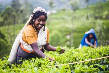 பெருந்தோட்டத் தொழிலாளர்களுக்கு  மகிழ்ச்சியான அறிவிப்பு!