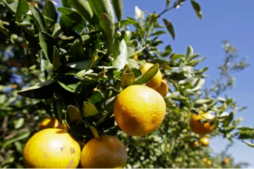 அமெரிக்காவிலிருந்து இறக்குமதி செய்யப்படும் சில பொருட்களுக்கு வரி விதித்த கனடா