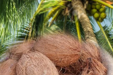 தேங்காய்களை இறக்குமதி தொடர்பில் எழுந்துள்ள பிரச்சினை