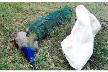 35 அழகான மயில்களுக்கு உணவில் விஷம் வைத்து கொன்ற கொடூர விவசாயி!