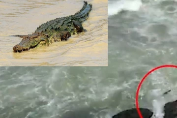 වෙරළ ආසන්නයේ සැරිසරන විසල් ගැට කිඹුලා - ජනතාව භීතියට පත් වෙලා වෙරළටත් ගිහින් නෑ.. මේ ගැන අවදානයෙන් පසුවන්න.. (VIDEO)