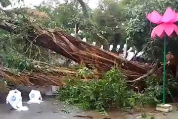 கொழும்பில் திடீரென சரிந்து விழுந்த மரங்கள் தொடர்பில் வெளியான தகவல்