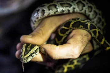 கால்சட்டைக்குள் 60 பாம்புகளை மறைத்து விமானத்தில் கடத்த முயன்ற நபர்! 25 ஆண்டுகள் சிறை