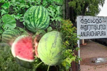 60 நாட்களில் 40 லட்சம் ரூபாய் வருமானம்! இலங்கை விவசாயிக்கு அடித்த அதிர்ஷ்டம்