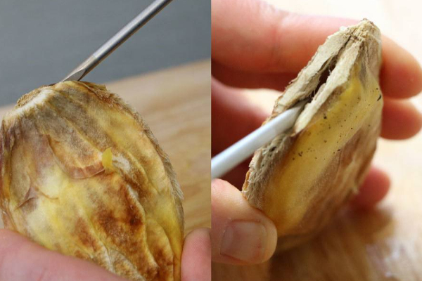 மாங்கொட்டைய இனி தூக்கி வீசிடாதீங்க...இப்படி செஞ்சா முடி காடு மாதிரி அடர்த்தியா வளரும்! | Health What Are The Benefits Mango Seeds