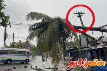 மின்வயரின் மீது முறிந்து வீழ்ந்த மரம்! மின்சார சபை அசட்டையீனம்