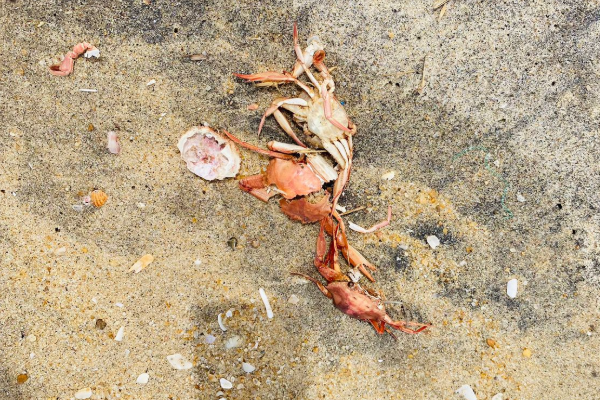 மட்டக்களப்பில் கரையொதுங்கும் சிவப்பு நண்டுகள் | Red Crabs Wash Ashore In Batticaloa மட்டக்களப்பில் கரையொதுங்கும் சிவப்பு நண்டுகள் | Red Crabs Wash Ashore In Batticaloa